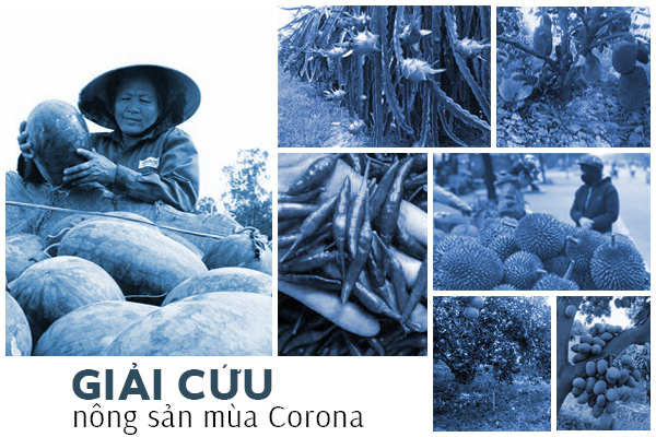 “Giải cứu” 7 nông sản vào mùa thu hoạch trước khi virus Corona được ngăn chặn