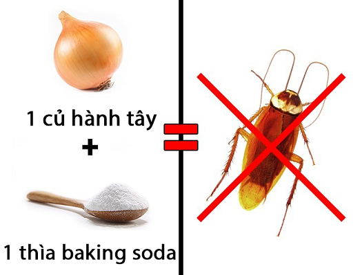 Cách xua đuổi côn trùng rời khỏi căn nhà bạn