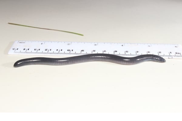 Trả 25.000 USD đặt tên cho loài giun mới “ăn theo” TT Donald Trump