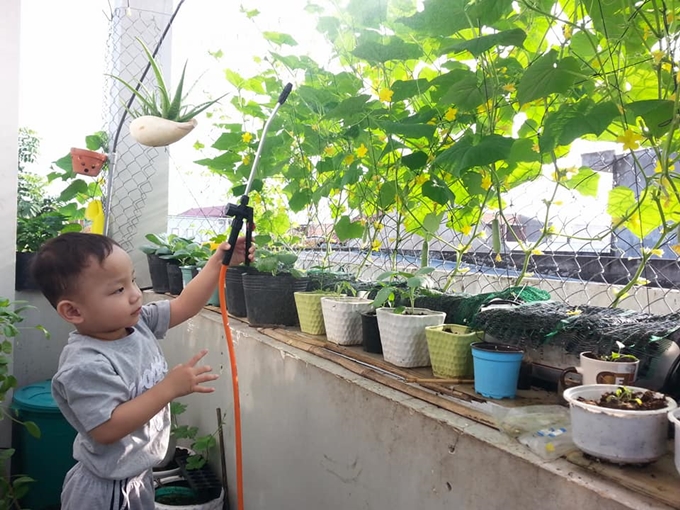 Cải tạo ban công nhỏ tí để trồng rau sạch cho con ăn dặm