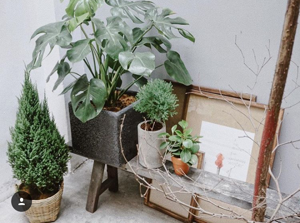 Giới trẻ hai miền thi nhau mua cây tùng về chăm dịp Noel