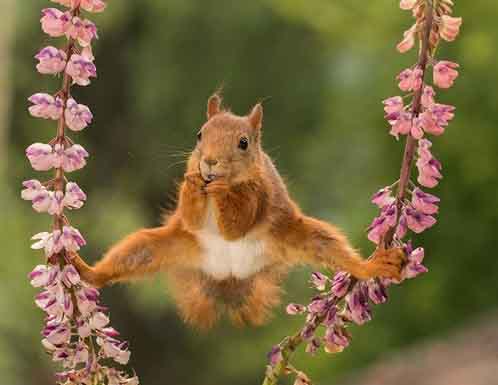 Những bức ảnh siêu hài hước về động vật