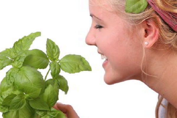 Bất ngờ với 7 lợi ích chăm sóc da tuyệt vời của lá húng quế