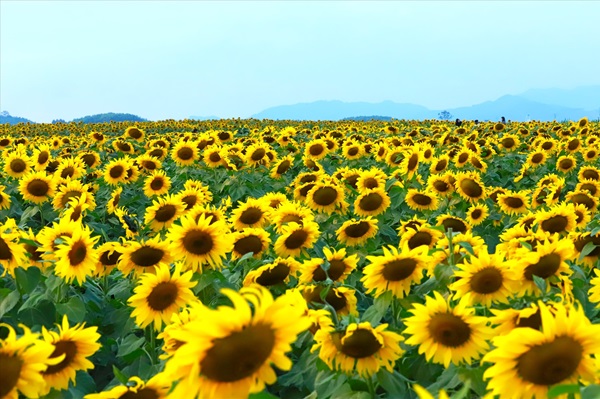 Địa điểm săn hoa cỏ nổi tiếng mùa cuối năm