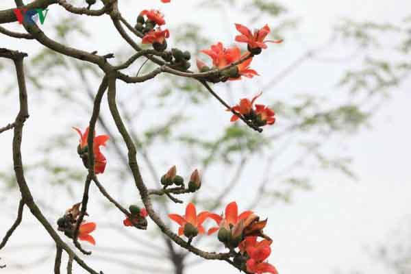 Tản mạn Tháng ba