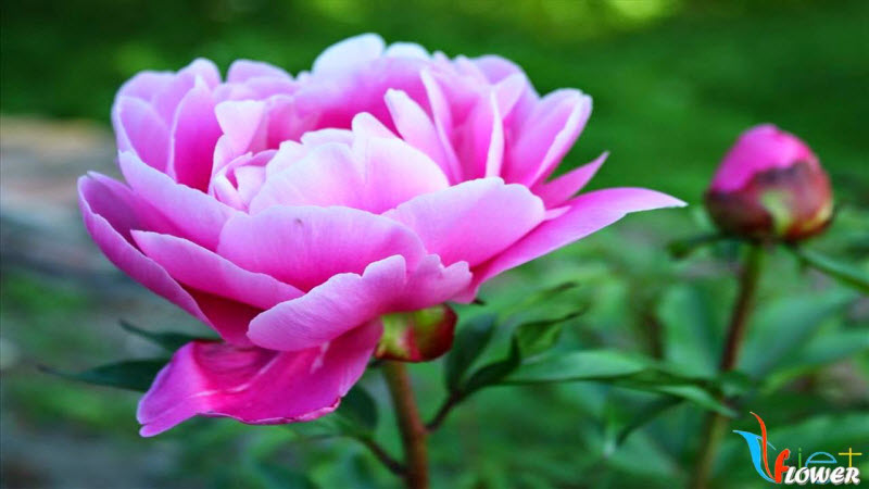 Mách nhỏ 5 loài hoa ý nghĩa nhất dàng tặng phái đẹp nhân ngày 20/10