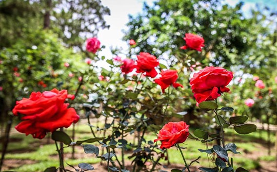Kỹ thuật trồng và chăm sóc hoa hồng cho nhiều bông nở rộ khắp vườn