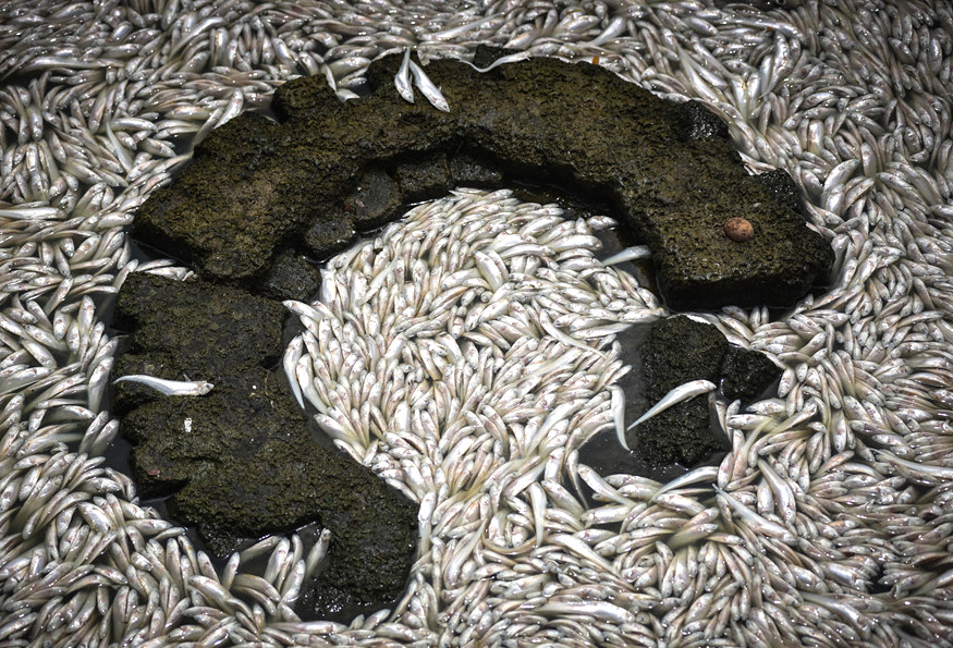 Cá chết dạt vào bờ nổi trắng hồ Tây