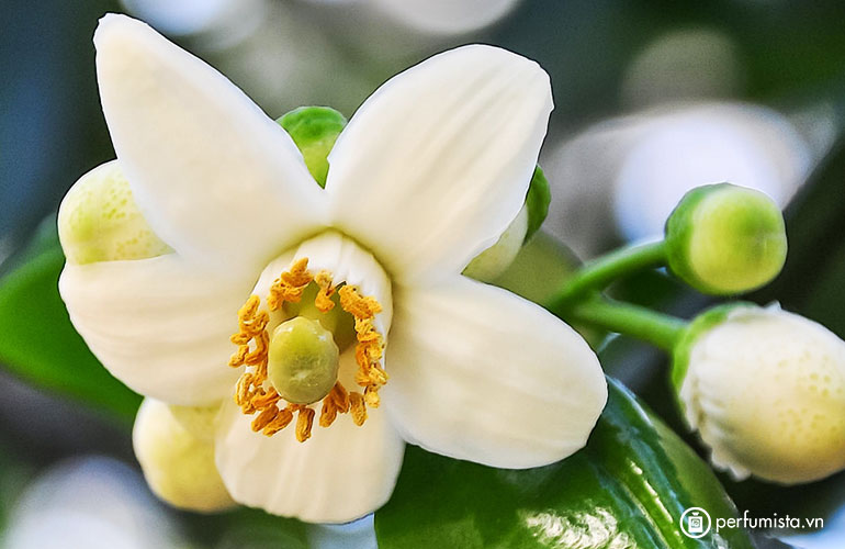 Quê hương là  gì hở mẹ? (Kỳ 21) | Tôi thương nhớ ngày tháng ba chưa qua