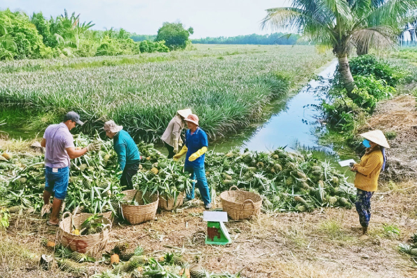 Nông dân Long An “ấm lòng” nhờ trồng khóm