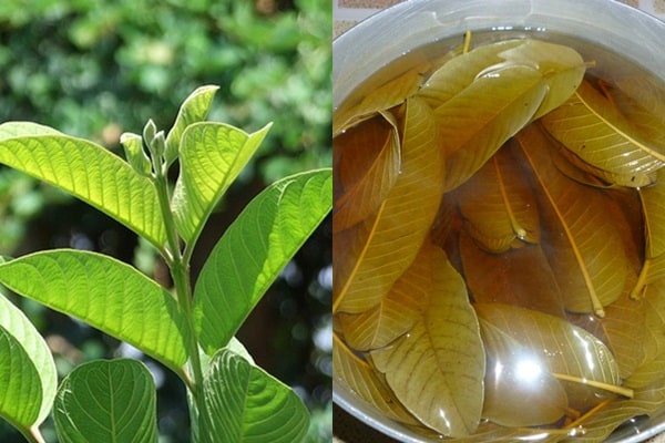 Bật mí 3 loại lá tưởng “vứt đi” nhưng cực tốt cho sức khỏe