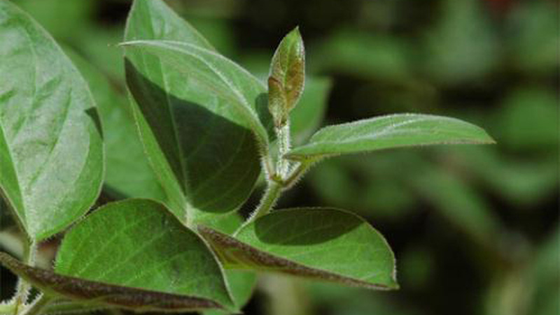 Tác dụng bất ngờ không phải ai cũng biết từ một loại lá có mặt khắp nơi