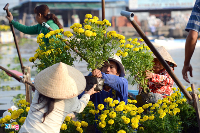 Quê hương là gì hở mẹ? Kỳ 42: Quê nội và mùa cúc vàng rực rỡ
