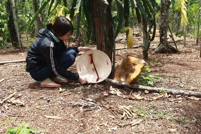 Phát hiện nấm lạ to bằng chiếc nón