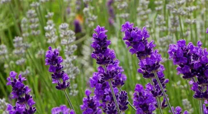 Những loài hoa tốt cho sức khỏe và làm đẹp