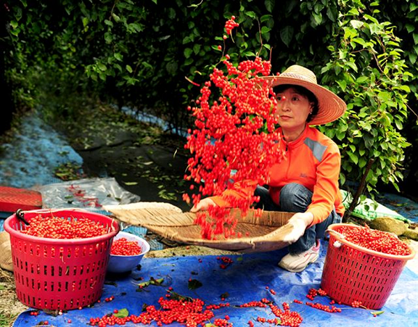 Độc đáo món Trà Omija tại Hàn Quốc