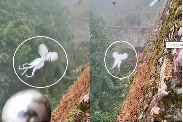 Loài chim trong truyền thuyết đang có mặt ở ngoài đời, thực hư ra sao?