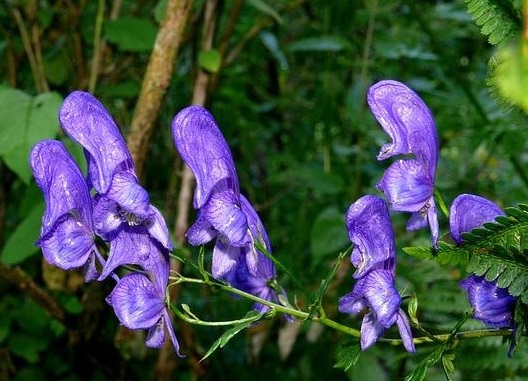 5 loại cây đẹp nhưng kịch độc, nên tránh xa