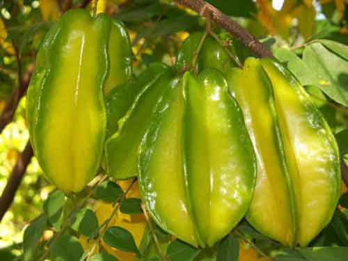 Bệnh nhân thận ăn khế có thể bị ngộ độc