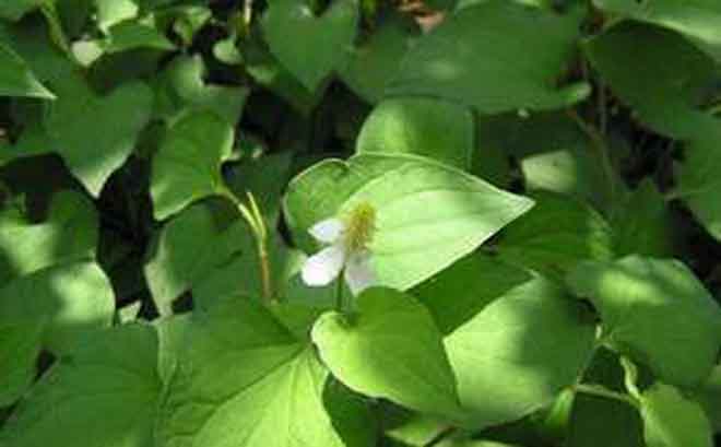 Chữa ho từ bài thuốc rau diếp cá