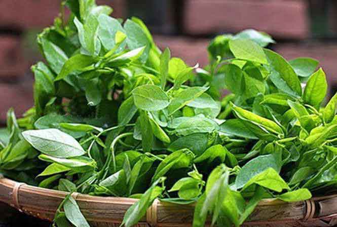 Những tác dụng không ngờ tới của rau ngót