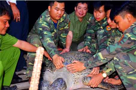 Rùa 120 kg được thả về biển