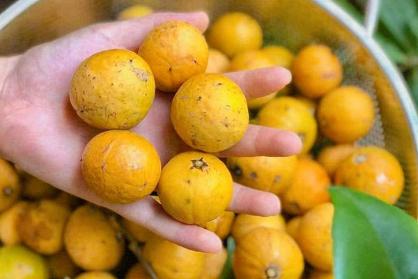 Món ăn phố phường Hà Nội vào thu