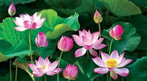 Quê hương là gì hở mẹ? Kỳ 31: Phận sen hồng