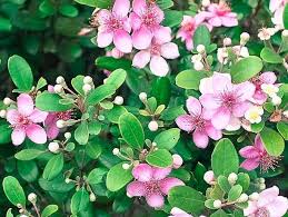 Quê hương là gì hở mẹ? Kỳ 39: Hoa sim tím