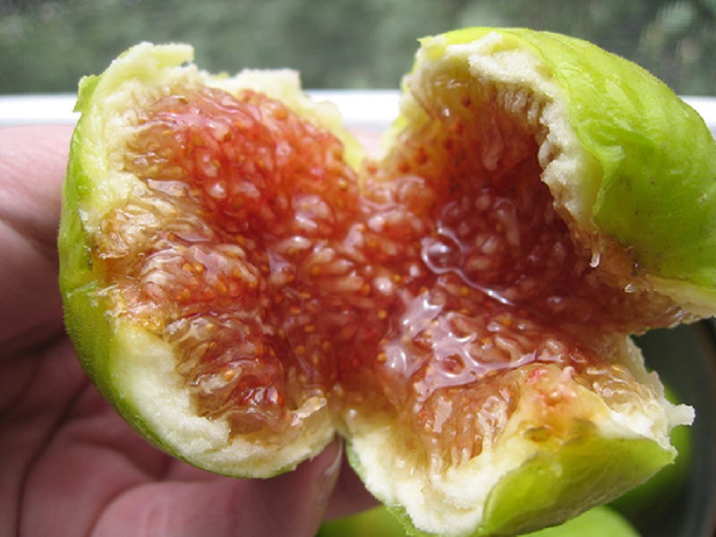 Sung Mỹ trồng thành công ở Việt Nam