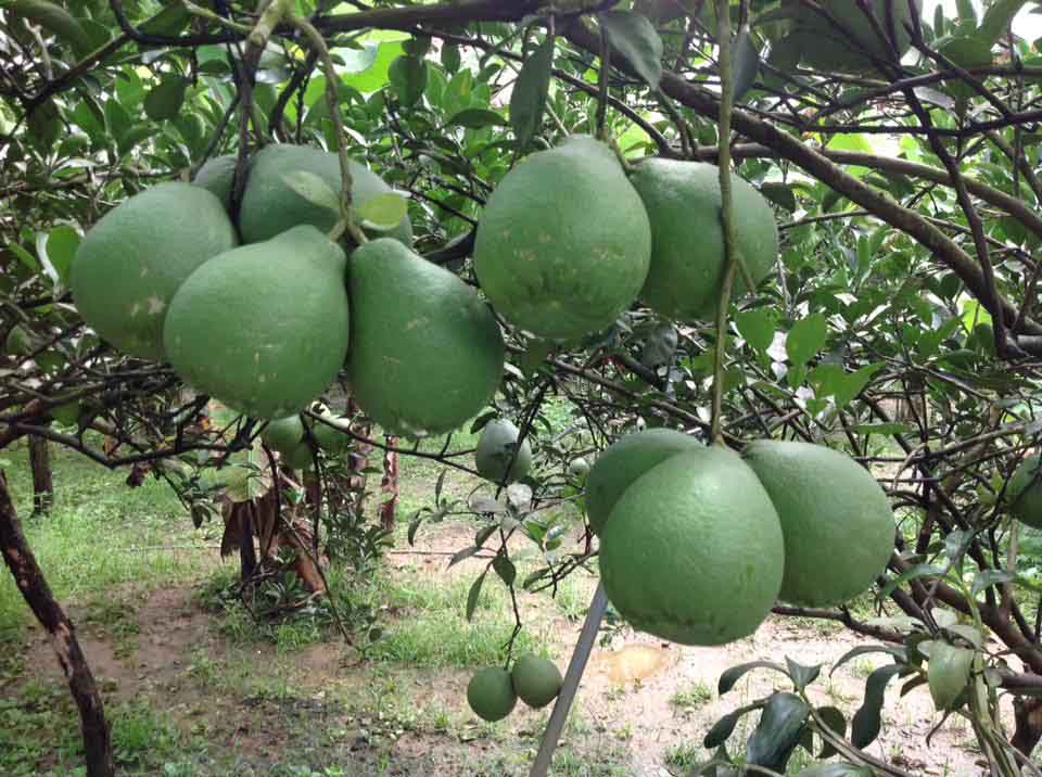 Bưởi Tân Triều: Tứ tuyệt nức danh không đối thủ