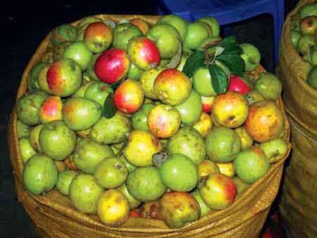 Rượu táo mèo – Đặc sản Sapa