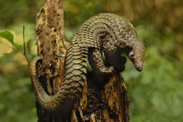 Quang Đăng sáng tạo điệu nhảy kêu gọi bảo vệ Tê tê