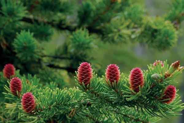 Tinh dầu thông đỏ mang lại lợi ích gì cho sức khỏe?