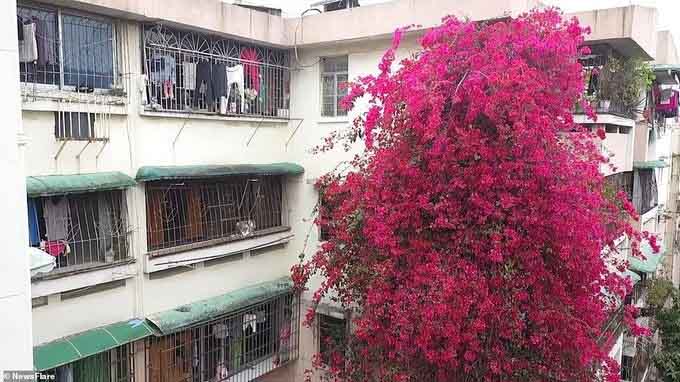 Cùng ngắm thác hoa rực rỡ tại một chung cư cũ