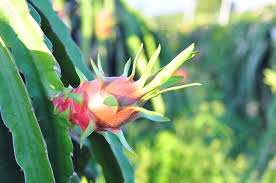 Mách bạn cách trồng thanh long trong thùng xốp