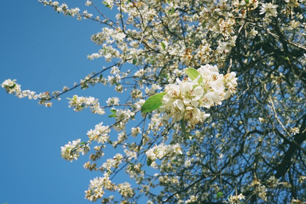 Nao nức lòng người mùa sơn tra bản Nậm Nghiệp