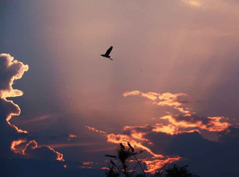 Quê hương là gì hở mẹ? (Kỳ 25) | Còn thương tiếng vịt kêu chiều