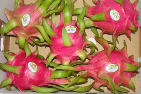 Thanh long ruột tím hồng đang được khách hàng châu Âu ưa chuộng