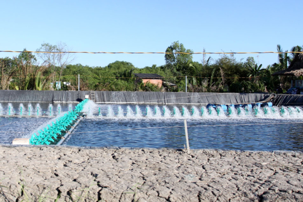 Trà Vinh sẽ xây dựng thương hiệu cho con tôm tỉnh nhà