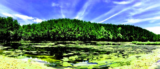 Một số bức ảnh độc đáo về rừng Vàm Sát ở Cần Giờ