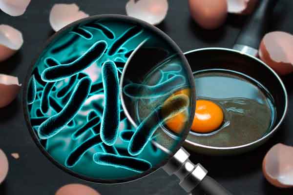 Khuẩn Salmonella – tác nhân gây ngộ độc thực phẩm tập thể