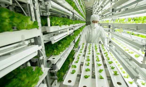 Vườn thông minh đã xuất hiện