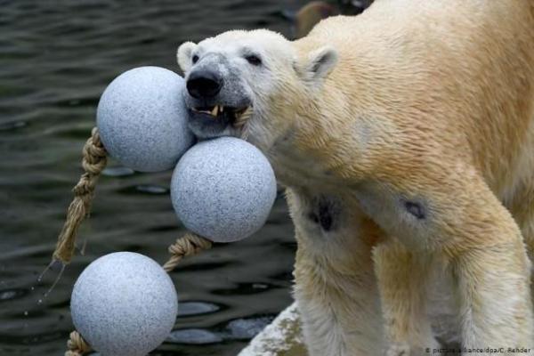 Vườn thú Đức lên kế hoạch ‘xẻ thịt’ động vật làm thức ăn nếu dịch COVID-19 kéo dài