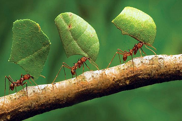 Động lực nào để kiến xây dựng được xã hội mà gần đây loài người mới có?