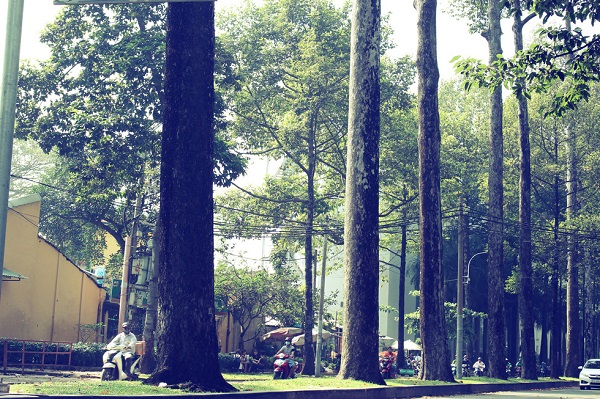 Sài Gòn: Những con đường rợp bóng cổ thụ