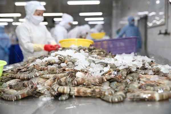 Xuất khẩu tôm Việt chỉ 11 tháng đã đạt 4 tỉ USD