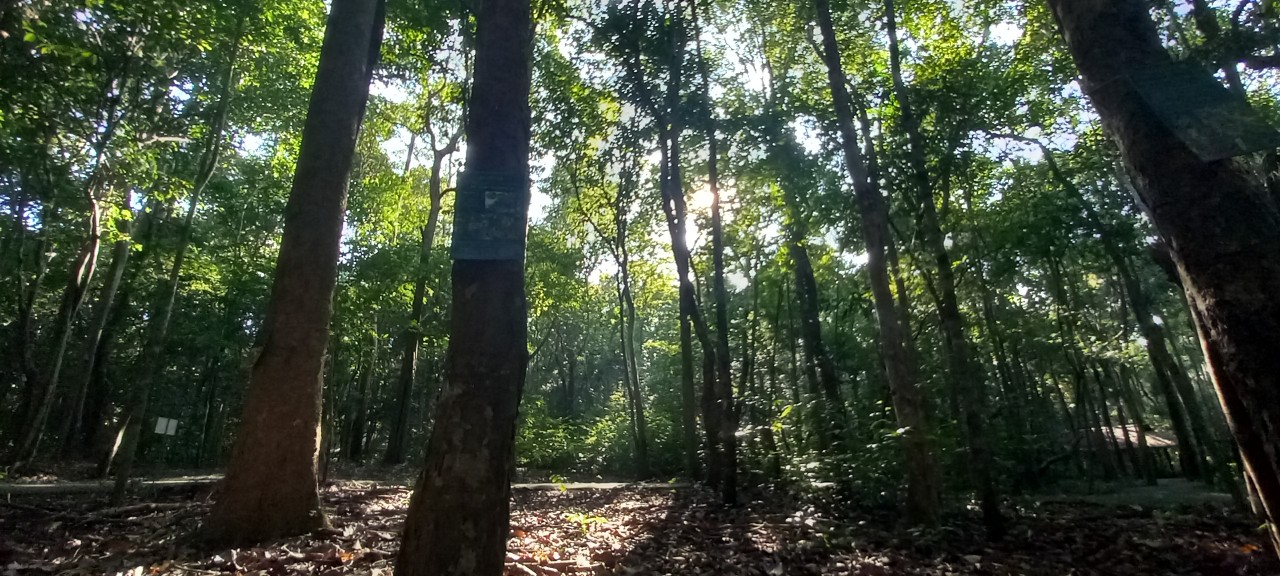 Một chậu cây – Một nhịp thở ‘xanh’ giữa đô thị