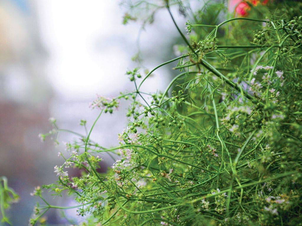 Những mùi hương làm nên Tết Việt